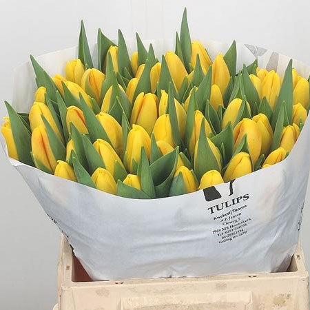 Tulips El Dorado