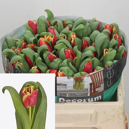 Tulips Elegant Crown