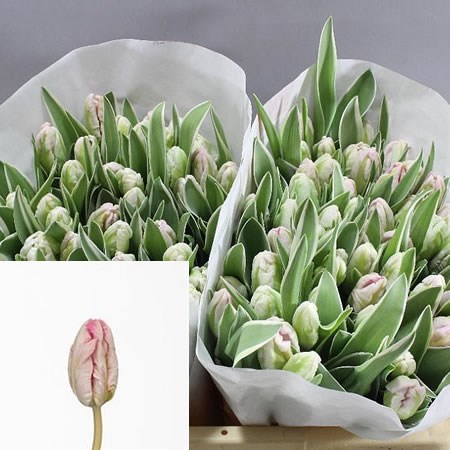 Tulips Elzenburg (Parrot)