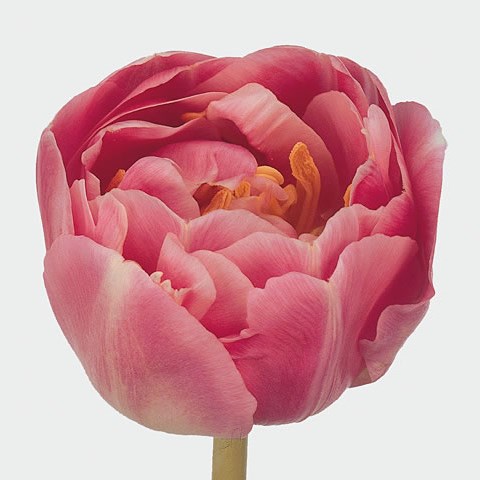 Tulips Endless Love