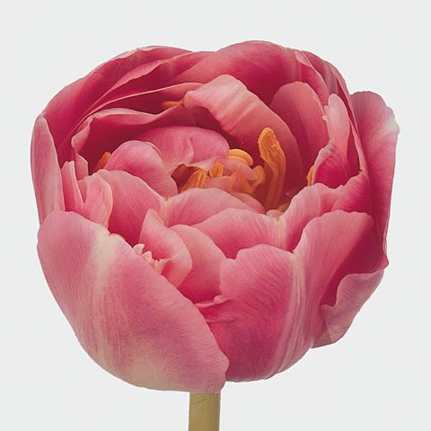 Tulips Endless Love