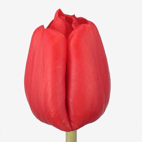 Tulips Escape