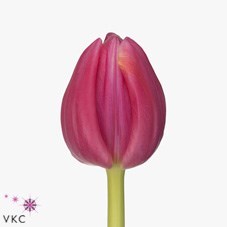 Tulips Expression