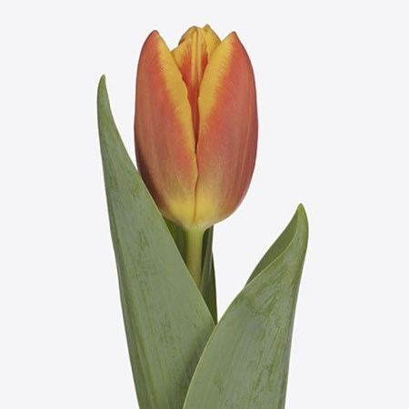 Tulips Fame