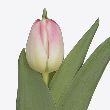 Tulips Feline