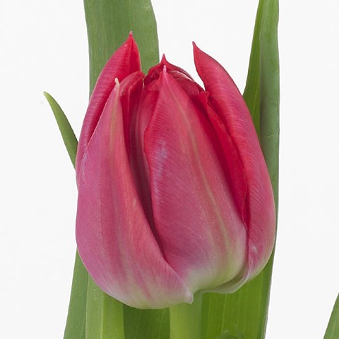 Tulips First Price