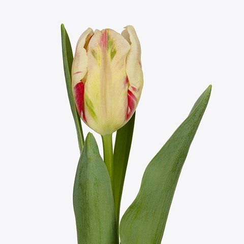 Tulips Flaming Art (Parrot)