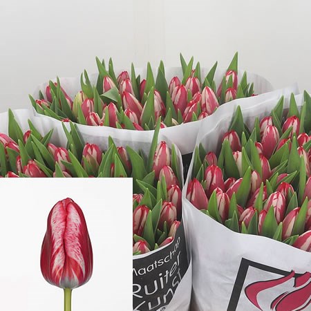 Tulips Flaming Denise