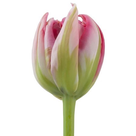 Tulips Flash Point