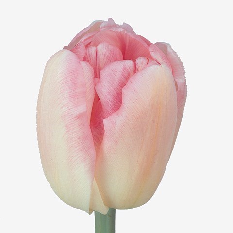 Tulips Foxtrot