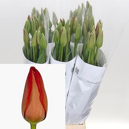 Tulips - French Beaumes De Venise