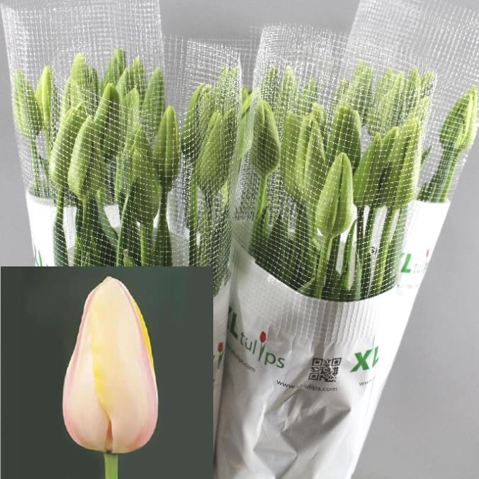Tulips - French Camarque