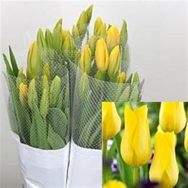 Tulips - French Concador