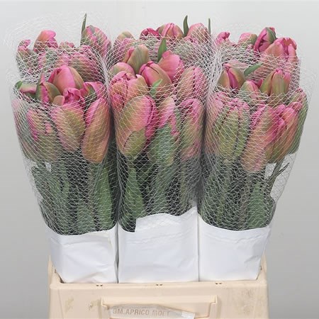 Tulips - French Don Quichotte (Parrot)