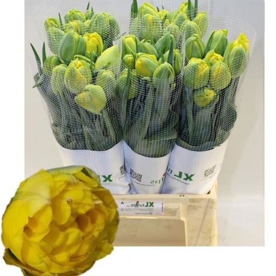 Tulips - French Double Yellow