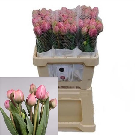 Tulips - French Drumline