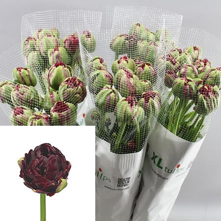Tulips - French Emblazon
