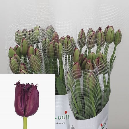Tulips - French Gorilla