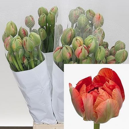 Tulips - French Gudoshnik Double