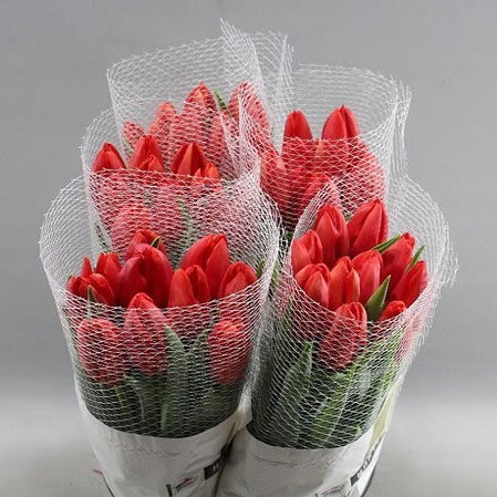Tulips - French Kingsblood