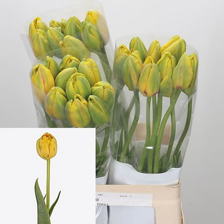 Tulips - French Magic Unique