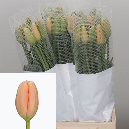 Tulips - French Menton