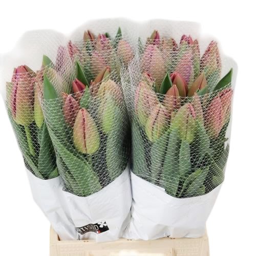 Tulips - French Pink Pride