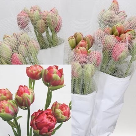 Tulips - French Renown Unique 60cm | Wholesale Dutch Flowers & Florist ...