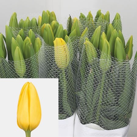 Tulips - French Roi Du Midi