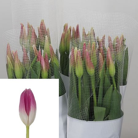 Tulips - French Royal Ten