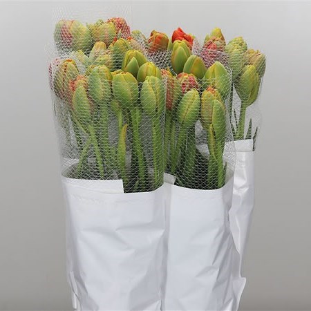 Tulips - French Tahiti