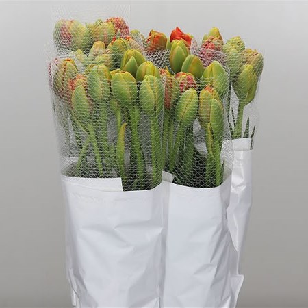 Tulips - French Tahiti