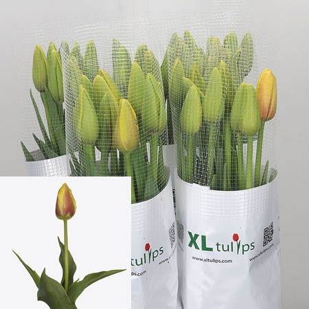 Tulips - French Violes