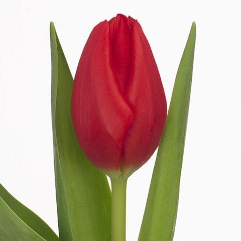 Tulips Friend