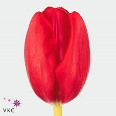 Tulips Friso