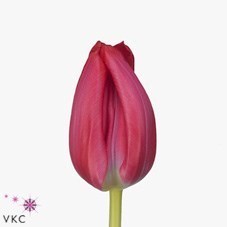 Tulips Frontline