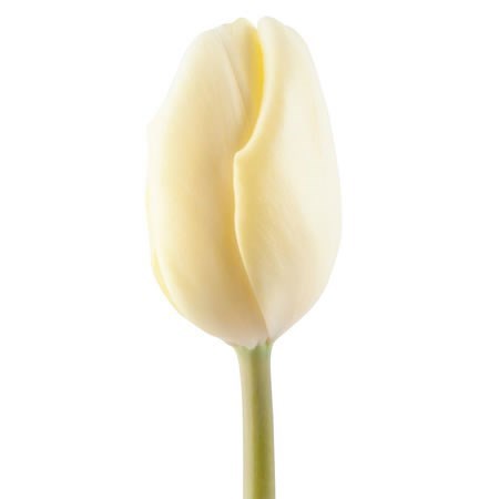 Tulips Fun For Two