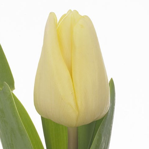 Tulips Fun For Two