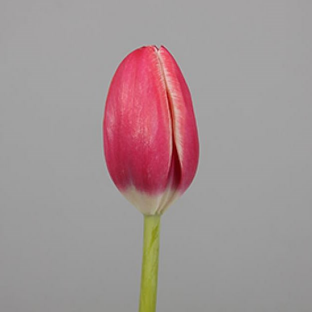 Tulips furand