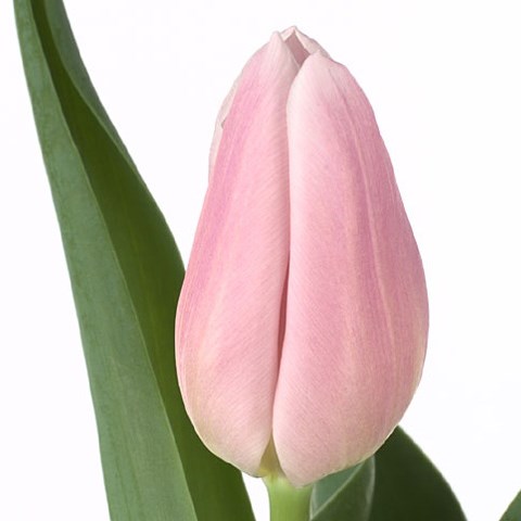 Tulips Gabriella