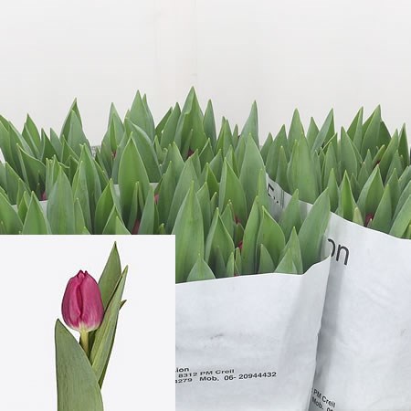 Tulips Galibier