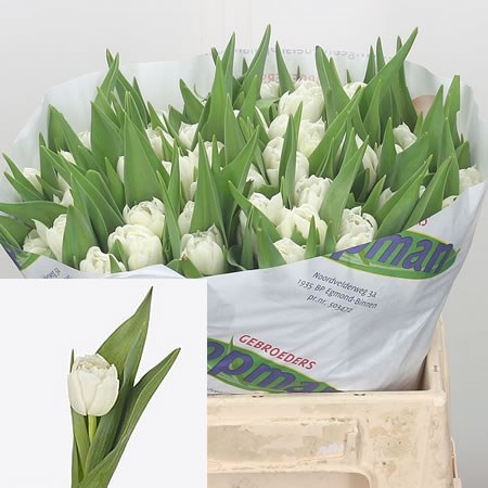 Tulips Galileo