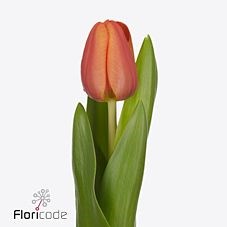 Tulips Glossy Asahi