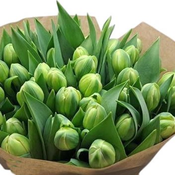Tulips Green Day