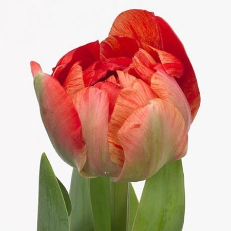 Tulips Gudoshnik