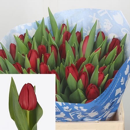 Tulips Heartbreaker