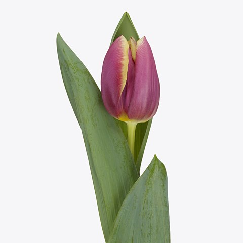 Tulips Heavy Duty