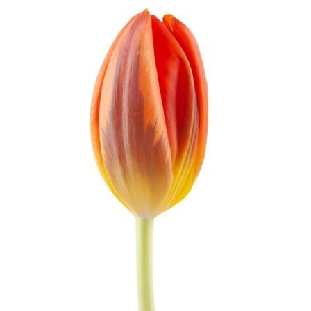 Tulips Hermitage