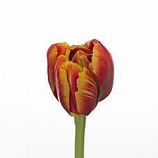 Tulips High Roler