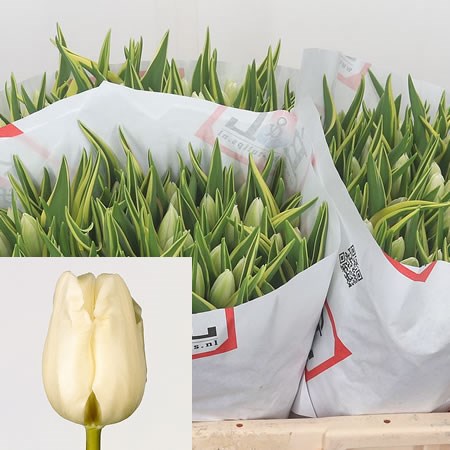 Tulips Himalaya